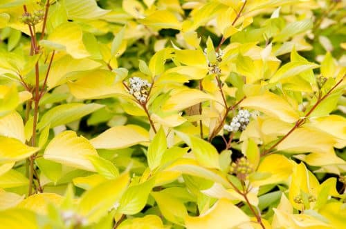 RED AND GOLD DOGWOOD HEDGING PLANTS AND SHRUBS