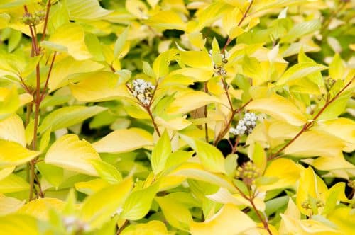 DOGWOOD HEDGING PLANTS
