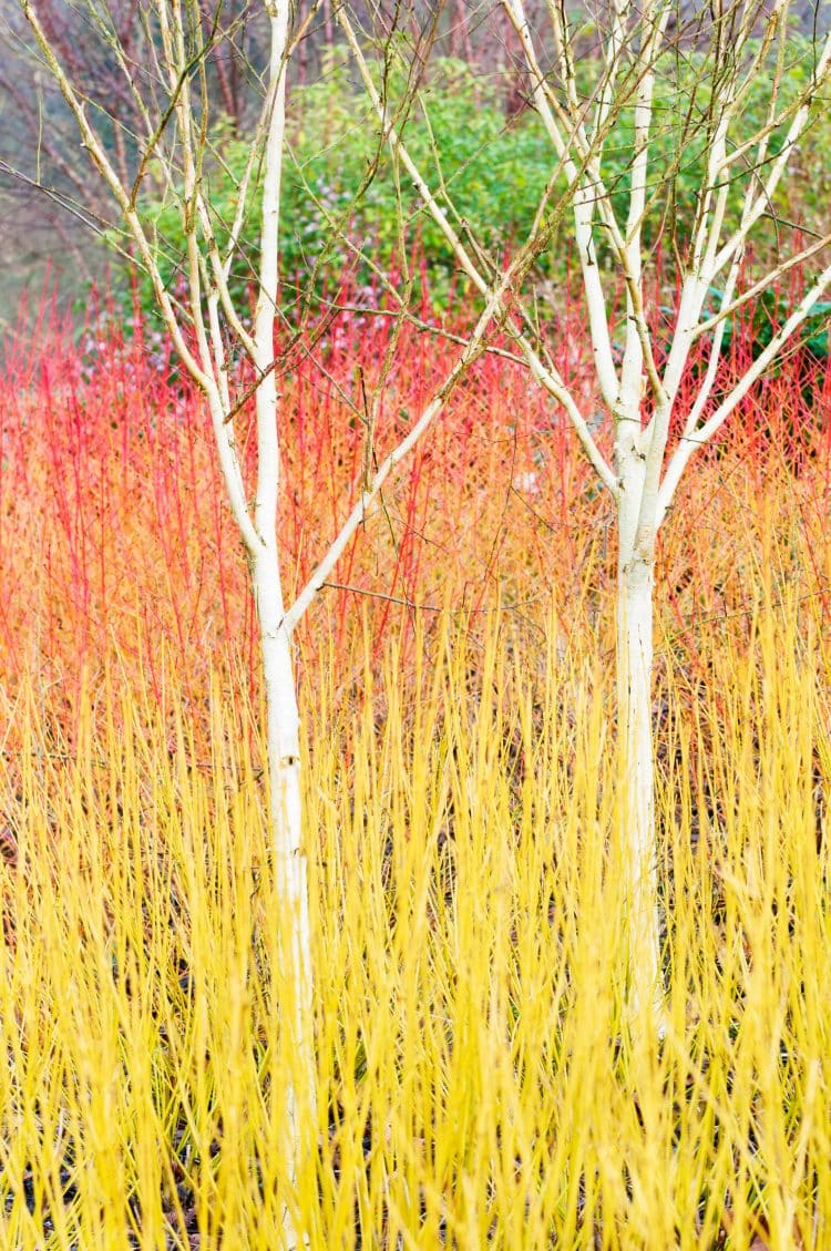 Buy Cornus Sanguinea Annys Winter Orange Hedging Hopes Grove Nurseries