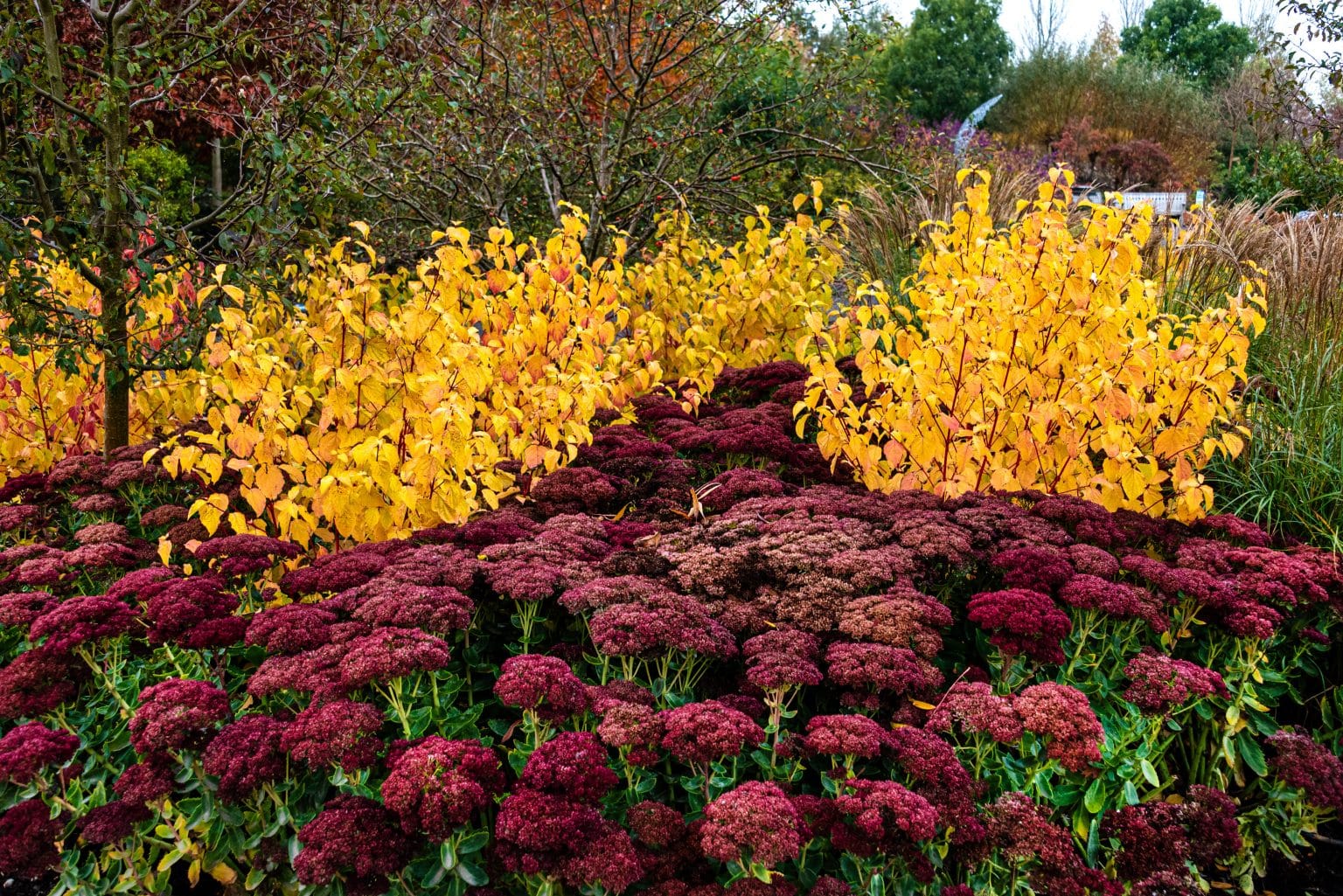 Buy Cornus Sanguinea Annys Winter Orange Hedging Hopes Grove Nurseries