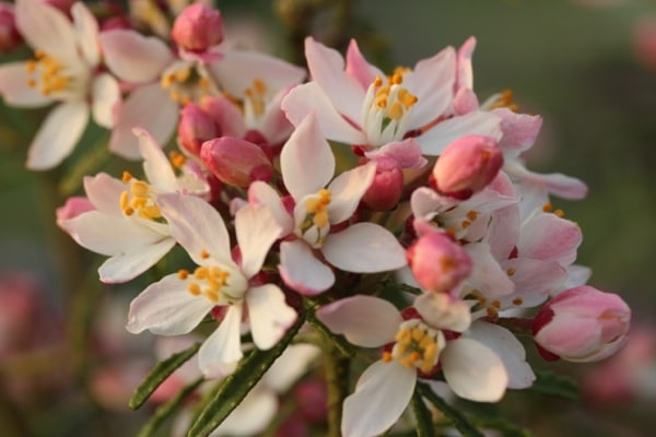 CHOISYA SHRUB IN FLOWER