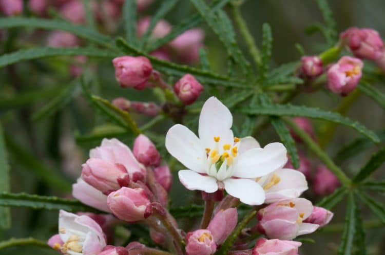 CHOISYA APPLE BLOSSOM SHRUB IN FLOWER