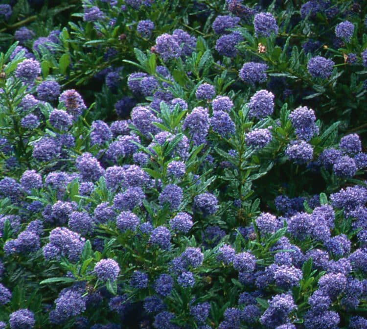 FLOWER DETAIL OF CEANOTHUS AUTUMNAL BLUE HEDGING PLANT