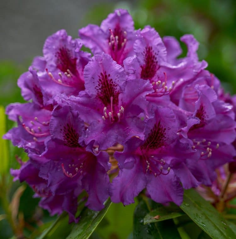 HYBRID RHODODENDRON AZURRO FLOWER DETAIL