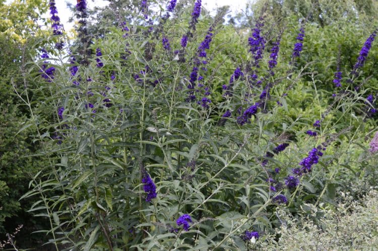 MATURE BUDDLEJA SHRUB