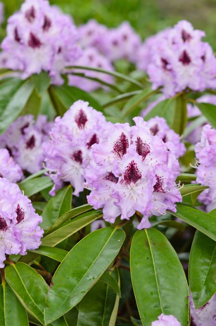 FLOWERS OF HYBRID RHODODENDRON BLUE JAY PLANTS