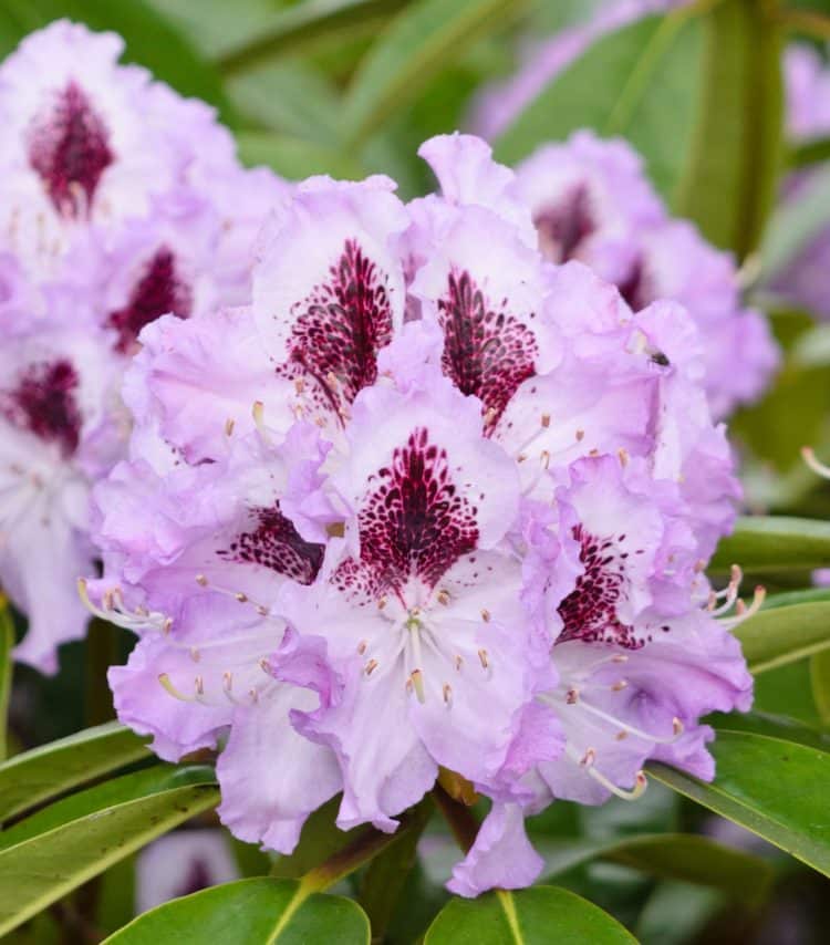 RHODODENDRON HYBRID BLUE JAY PLANT IN FLOWER