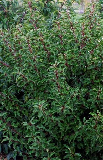 LAUREL BRENEILA HEDGING PLANTS PRUNUS LUSITANICA BRENELIA SHRUBS