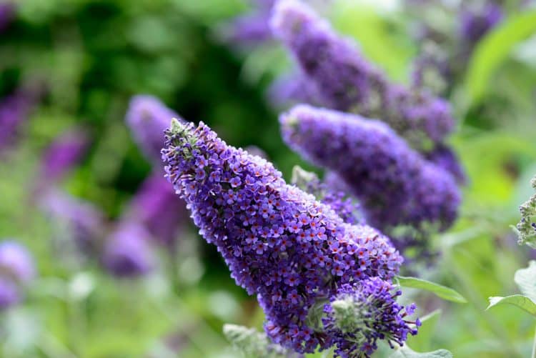 FLOWERS ON MATURE BUDDLEJA LOCHINCH SHRUB