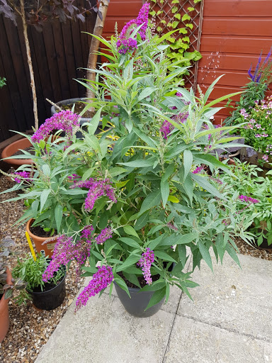 YOUNG BUDDLEJA BUTTERFLY TOWER SHRUB IN FLOWER
