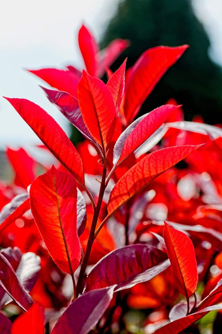 PHOTINIA FRASERI CAMILVY HEDGING PLANT SHOOT WIITH RED COLOUR