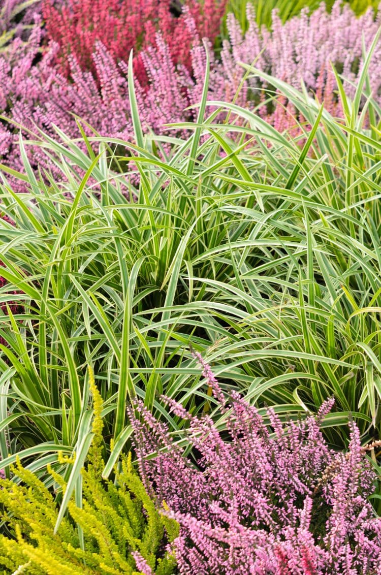 CAREX MOROWII GOLD BAND GRASSES CLOSE UP OF FOLIAGE