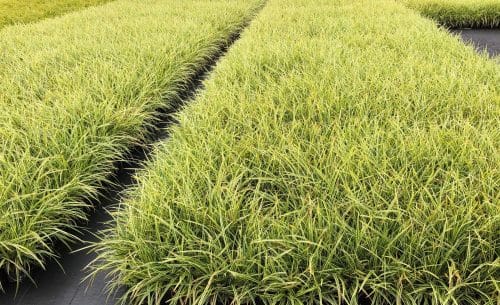 BATCH OF CAREX MOROWII GOLD BAND GRASS PLANTS GROWING ON THE NURSERY
