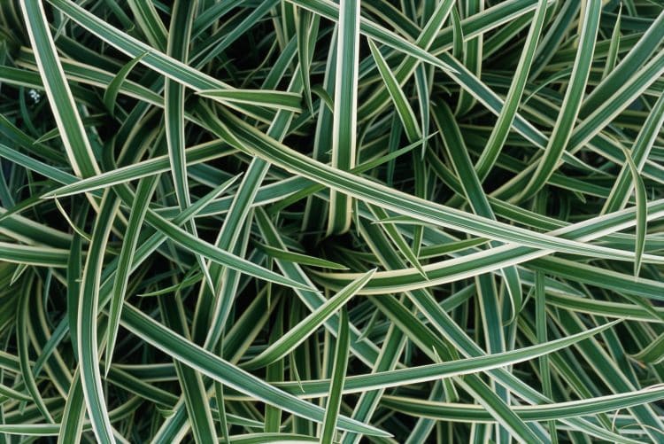 CLOSE UP OF FOLIAGE CAREX MORROWII GRASSES