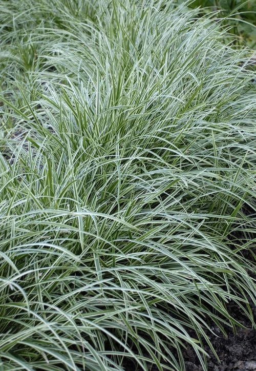 GROUP OF CAREX MOROWII ICE DANCE GRASSES PLANTED IIN A FLOWER BED