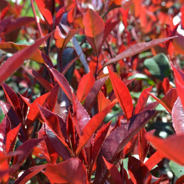 PHOTINIA CARRE ROUGE HEDGING PLANTS NEW GROWTH