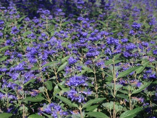 CARYOPTERIS CLANDONENSIS HEAVENLY BLUE HEDGE IN FLOWER