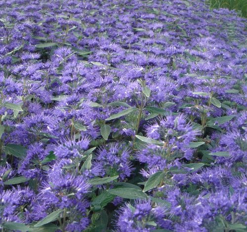 CLOSE UP OF BATCH OF CARYOPTERIS CLANDONENSIS HEAVENLY BLUE HEDGING PLANTS IN FLOWER