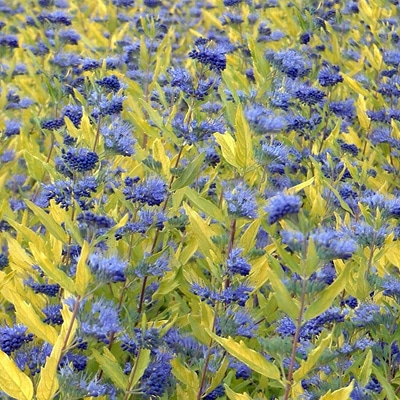 CLOSE UP FLOWER DETAIL OF CARYOPTERIS CLANDONENSIS WORCESTER GOLD HEDGING PLANTS