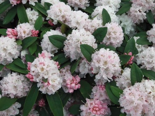 FLOWERING BATCH OF HYBRID RHODODENDRON CHRISTMAS CHEER PLANTS GROWING ON THE NURSERY