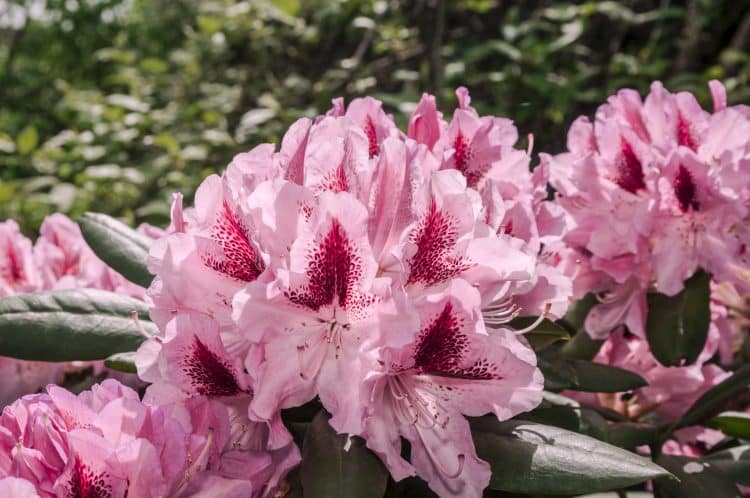 FLOWERS OF HYBRID RHODODENDRON COSMOPOLITAN