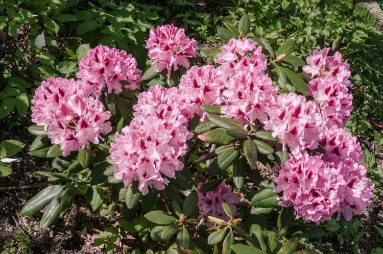 MATURE PLANT OF HYBRID RHODODENDRON COSMOPOLITAN IN FLOWER