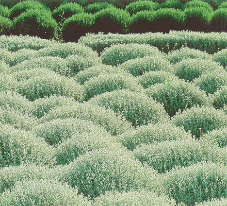 SANTOLINA CHAMAECYPARISSUS HEDGE GREY FOLIAGE