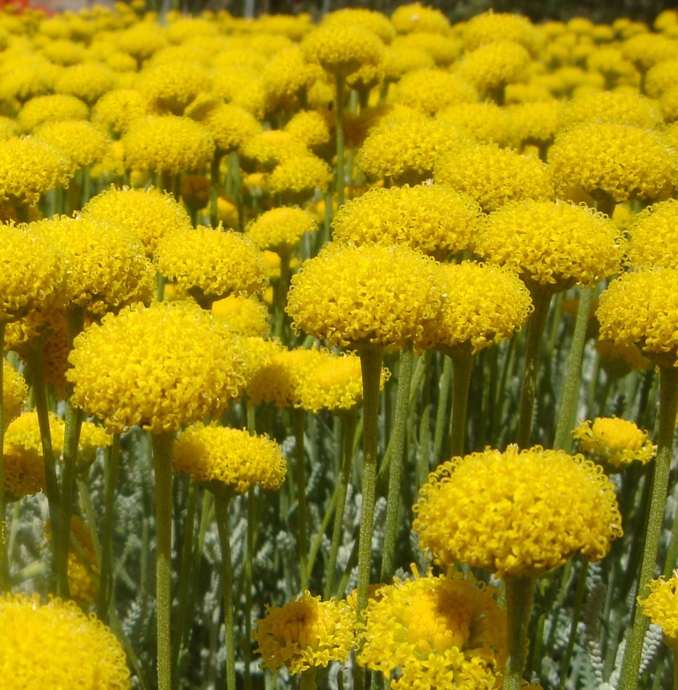 Cotton Lavender Santolina Chamaecyparissus Hedging Hopes Grove Nurseries