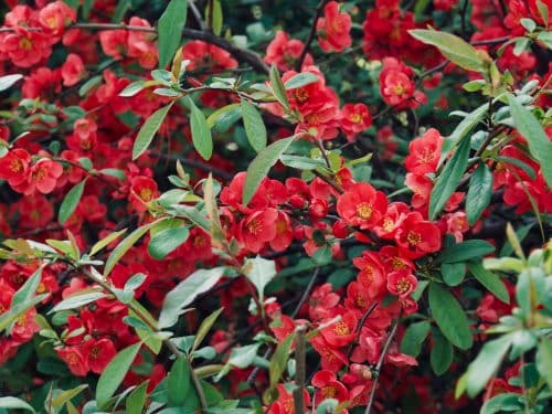 RED FLOWERS OF CHAENOMELES SUPERBA CRIMSON AND GOLD FLOWERING QUINCE