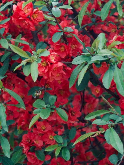 CHEANOMELES FLOWERING QUINCE HEDGING PLANTS AND SHRUBS