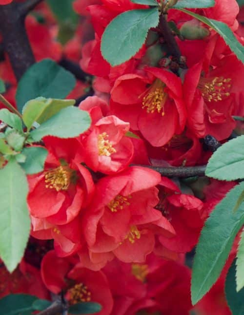 CLOSE UP RED FLOWERS OF CHAENOMELES SUPERBA CRIMSON AND GOLD FLOWERING QUINCE CRIMSON AND GOLD SHRUB