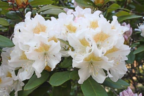 HYBRID RHODODENDRON CUNNINGHAMS WHITE PLANT IN FLOWER