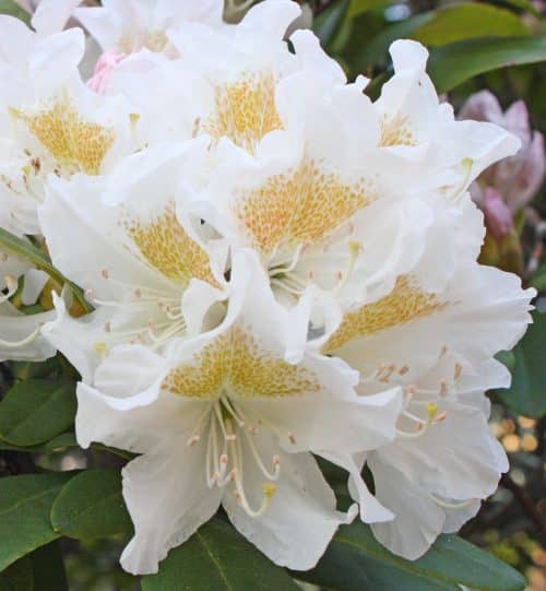 CLOSE UP FLOWER DETAIL OF HYBRID RHODODENDRON CUNNINGHAMS WHITE PLANT