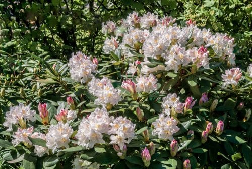 MATURE RHODODENDRON PLANT IN FLOWER CUNNINGHAMS WHITE