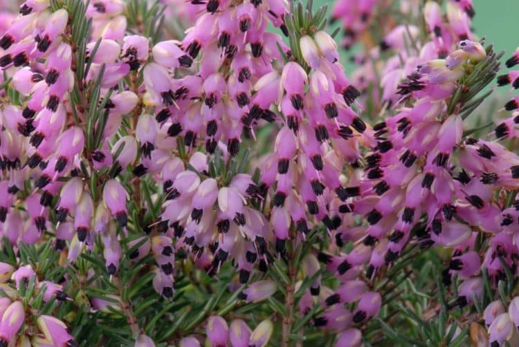 PINK FLOWERS ON WIINTER FLOWERING HEATHER PLANTS ERICA X DARLEYENSIS