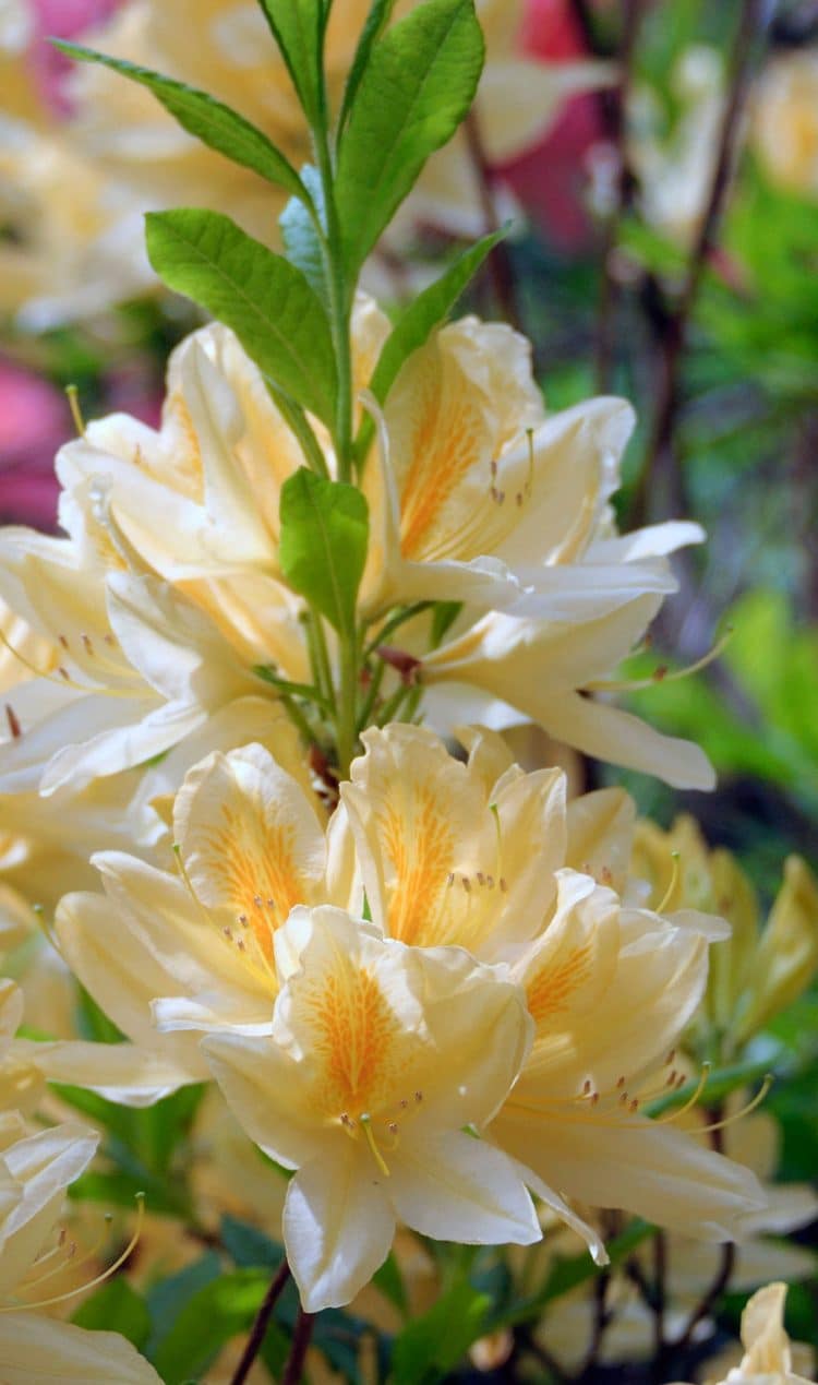 AZALEA MOLLIS DAVIESII PLANTS AND SHRUBS