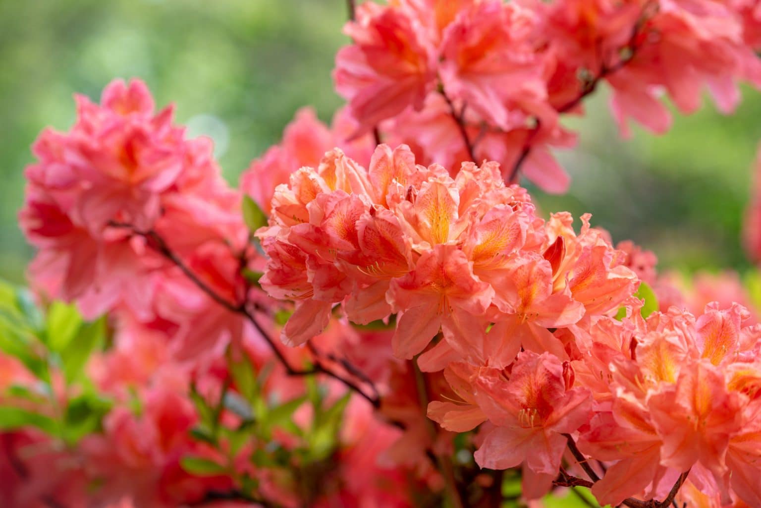 Azalea Berryrose Deciduous Azalea Berryrose Hopes Grove Nurseries