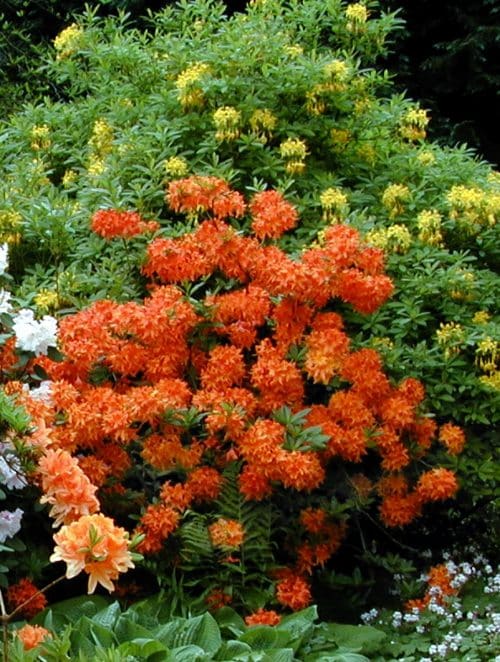 MATURE DECIDUOUS AZALEA IN FLOWER