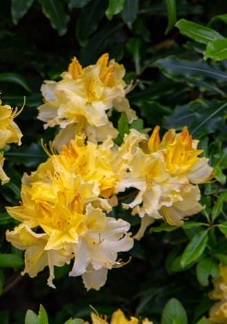 CLOSE UP FLOWERS ON AZALEA MOLLIS SHRUBS