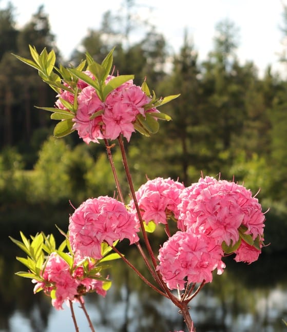 FLOWER DETAIL OF AZALEA MOLLIS PLANT