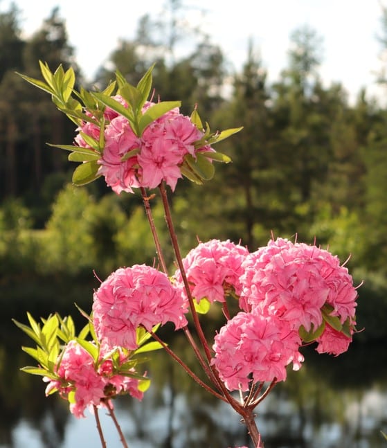 CLOSE UP DETAIL OF PINK FLOWERS ON AZALEA MOLLIS HOMEBUSH