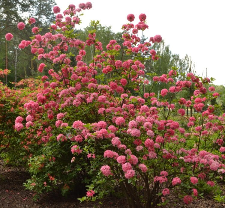 MATURE AZALEA MOLLIS HOMEBUSH SHRUB IN FLOWER DECIDUOUS AZALEA HOMEBUSH