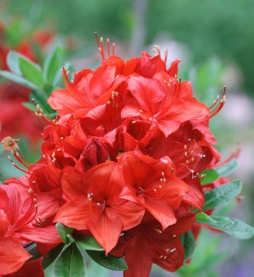 CLOSE UP FLOWERS OF DECIDUOUS AZALEA PLANTS
