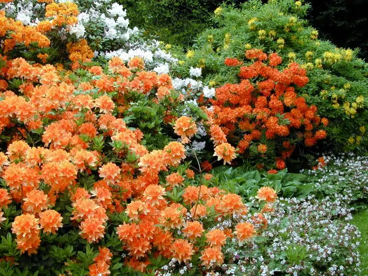 MATURE AZALEA MOLLIS KONINGIN EMMA IN FLOWER