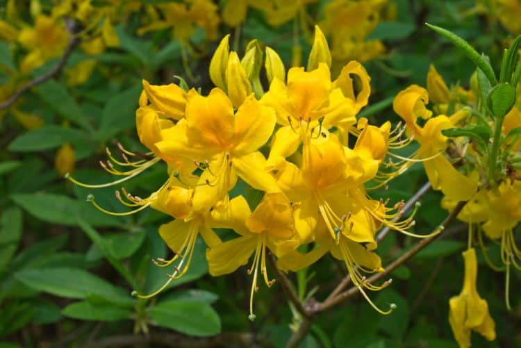 CLOSE UP YELLOW FLOWERS OF AZALEA PONTICA OR RHODODENDRON LUTEUM