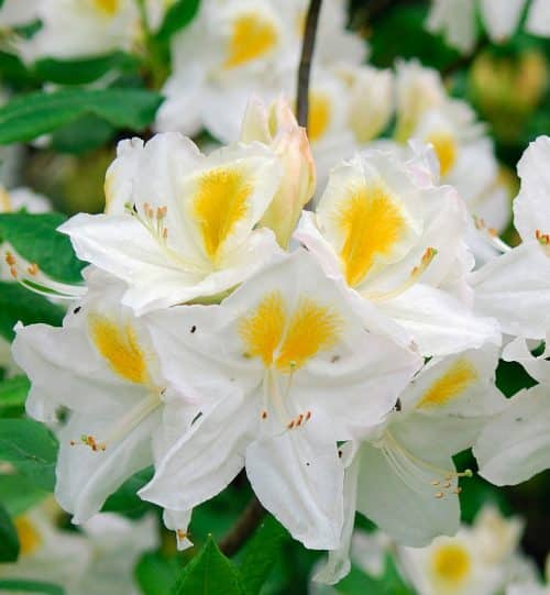 CLOSE UP OF YELLOW AND WHITE FLOWERS OF AZALEA MOLLIS PERSIL