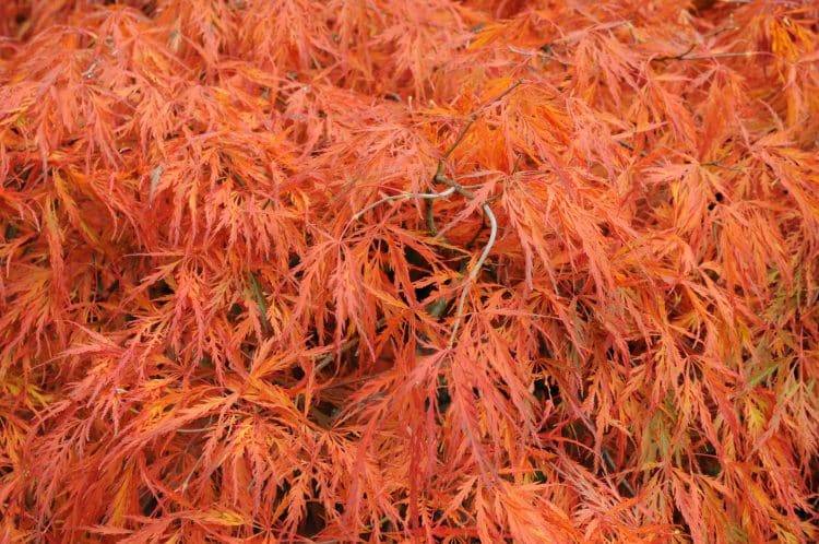 AUTUMN FOLIAGE OF ACER PALMATUM DISSECTUM