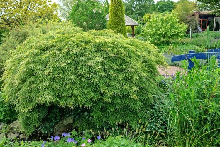 MATURE ACER PALMATUM DISSECTUM SHRUB