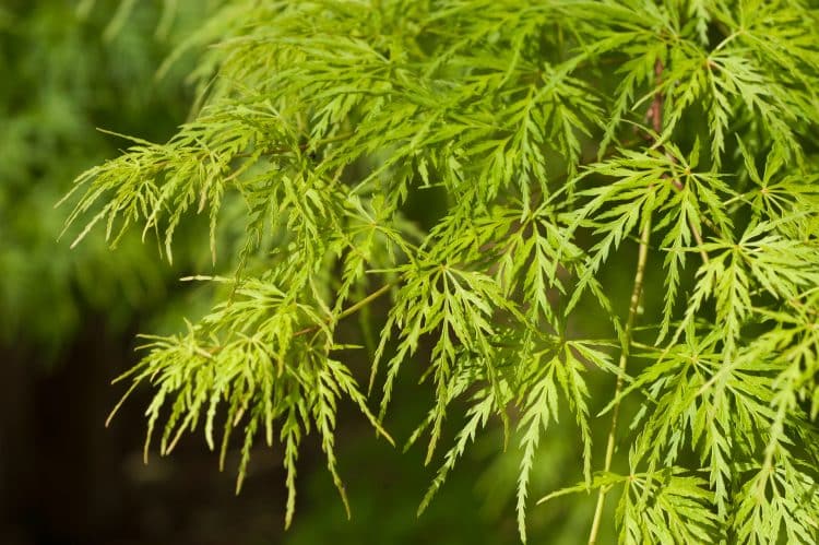 FOLIAGE DETAIL OF ACER PALMATUM DISSECTUM