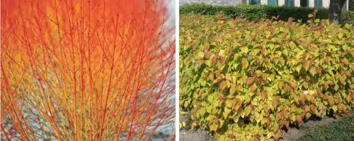 DOGWOOD MIDWINTER FIRE HEDGING PLANTS AND SHRUBS
